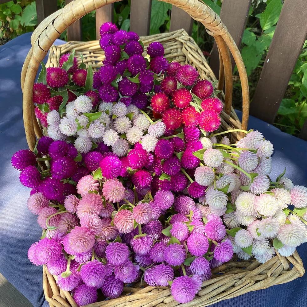Globe Amaranth Seeds – Mixed Colors, 100 Seeds