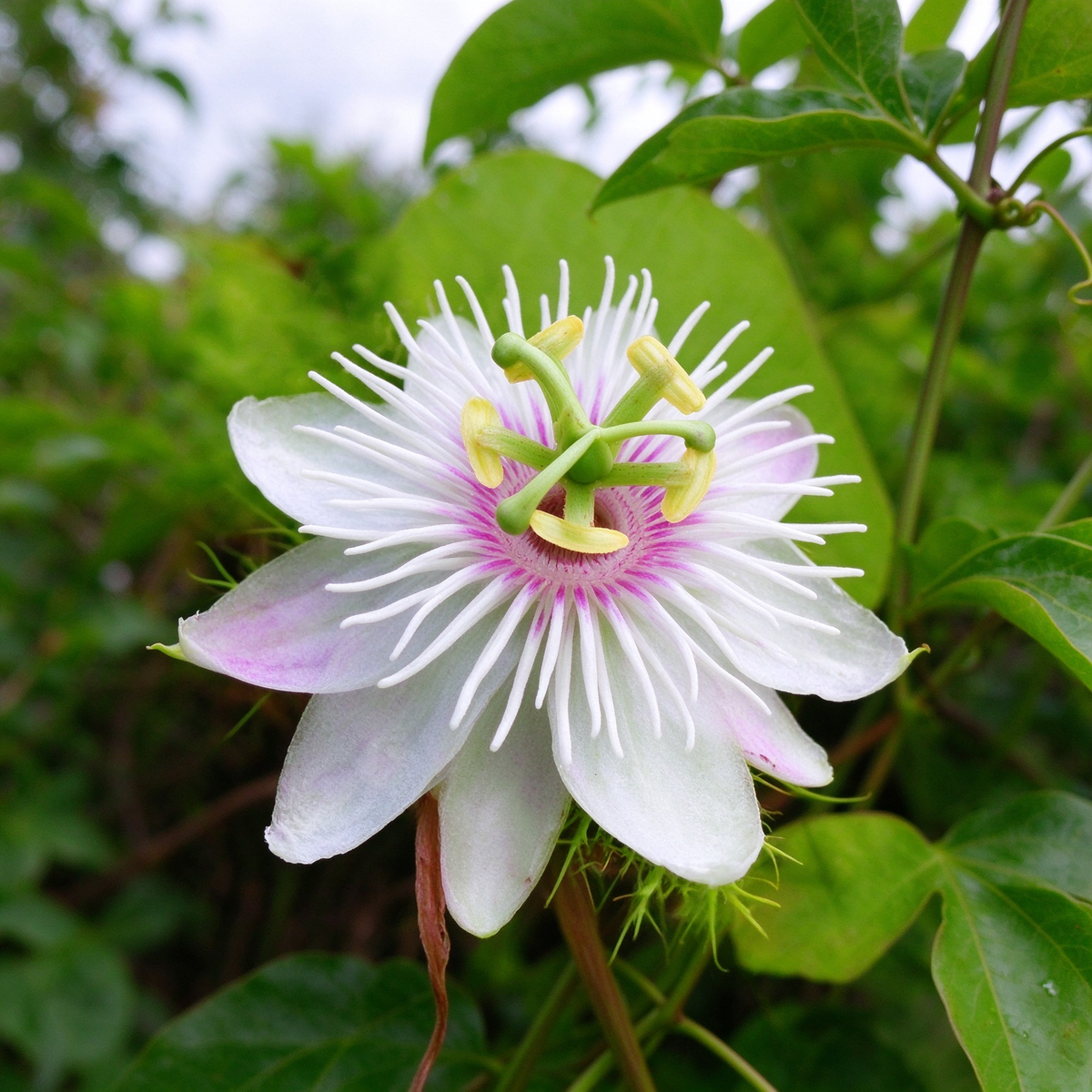 Passiflora Passion Flower Seeds Mix – 50 Seeds for Planting
