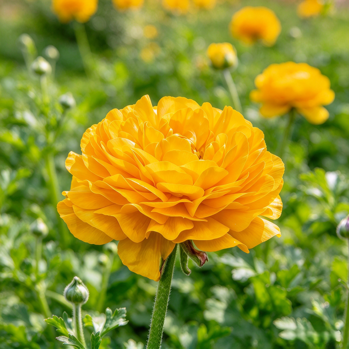 Persian Buttercup (Ranunculus) Corms – Pack of 10