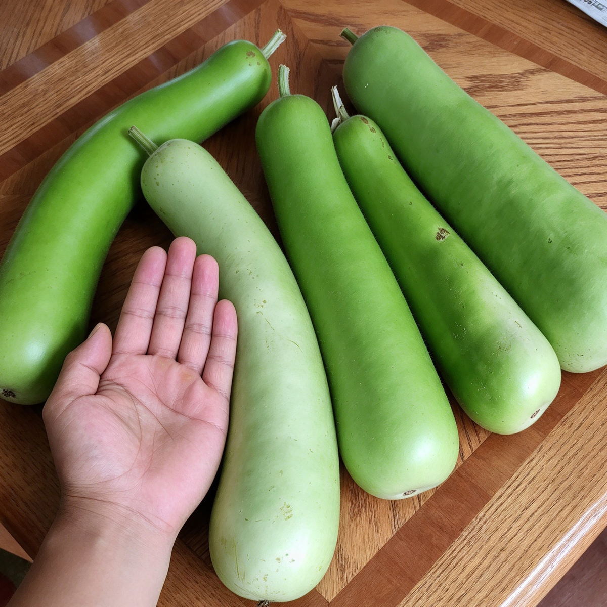 Bottle Gourd Seeds – Lauki / Opo / Cucuzzi, 20 Seeds