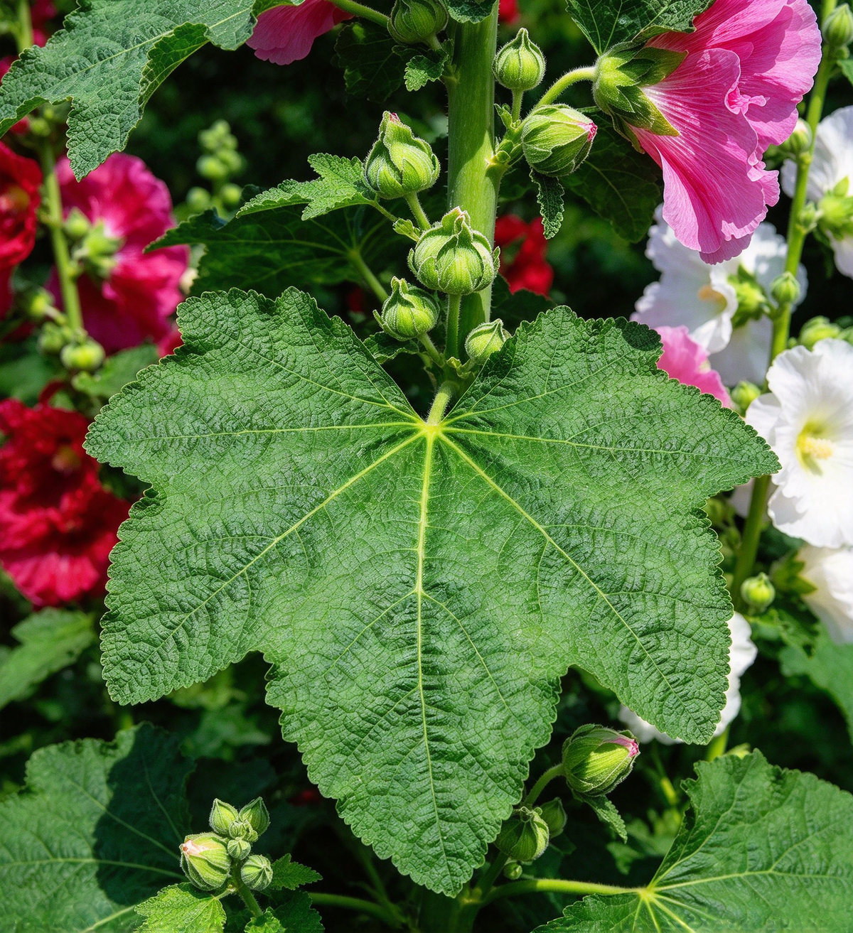 Carnival Mix Double Hollyhock Seeds – 120+ Seeds