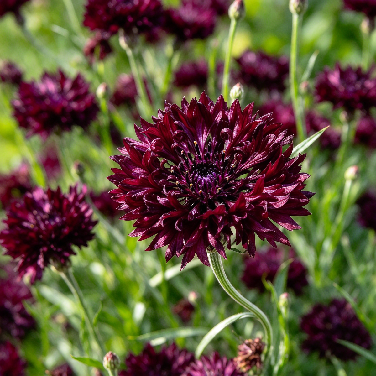 Deep Burgundy Cornflower Seeds – 200+ Seeds