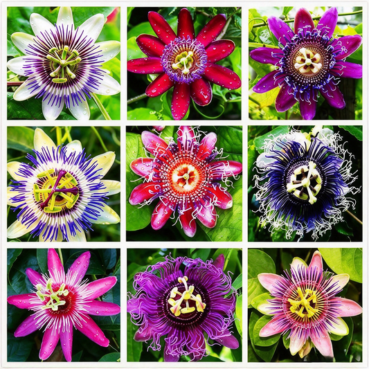 Passion Flower Seeds – Mixed Colors, 50+ Seeds