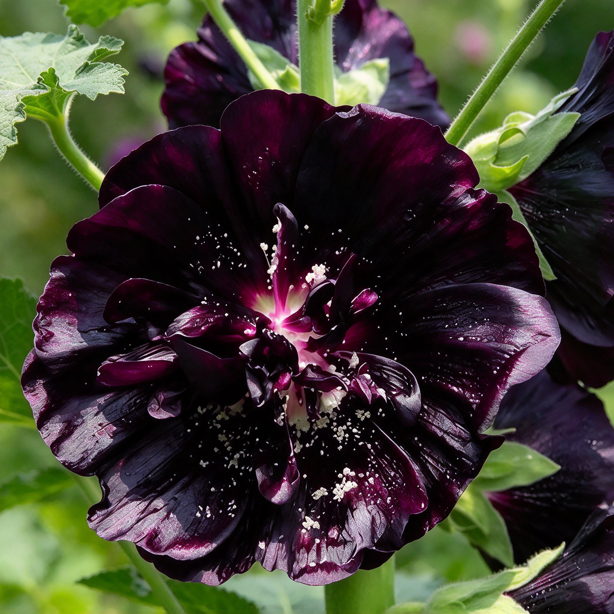 Black Hollyhock Seeds – 5g Alcea rosea for Planting
