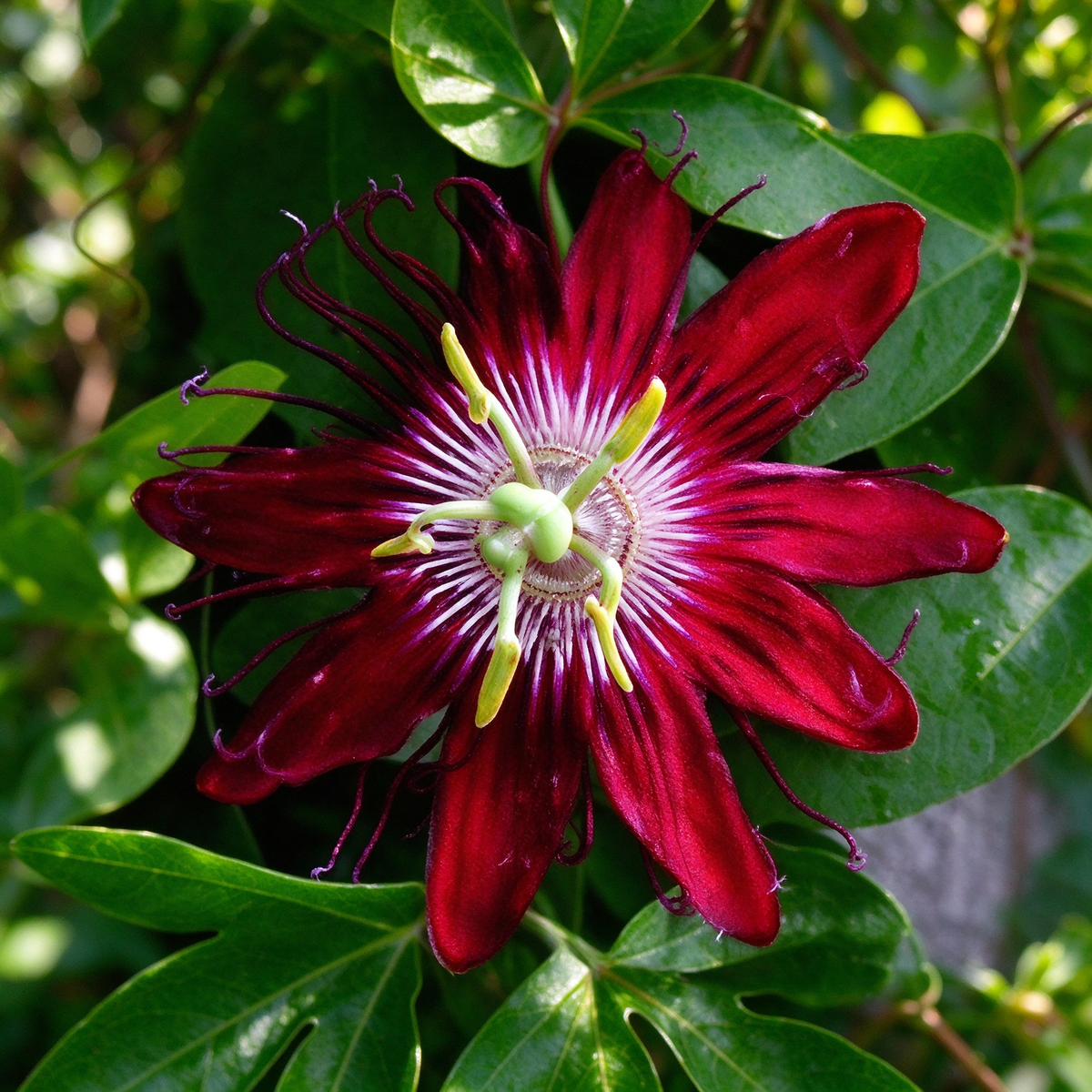 Passiflora Passion Flower Seeds Mix – 50 Seeds for Planting