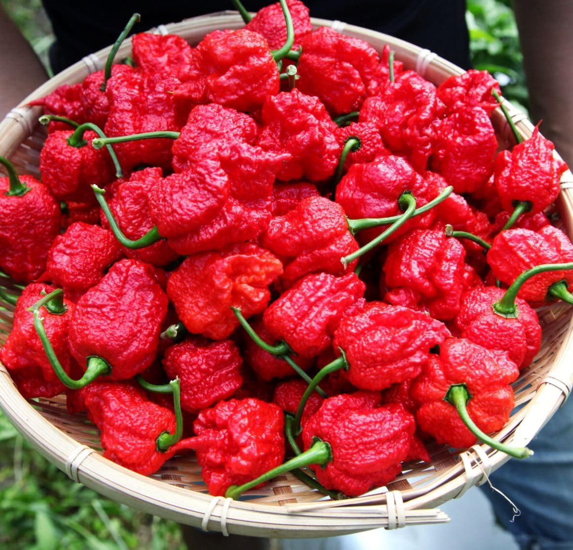 Carolina Reaper Chili Pepper Seeds – 50 Seeds for Planting