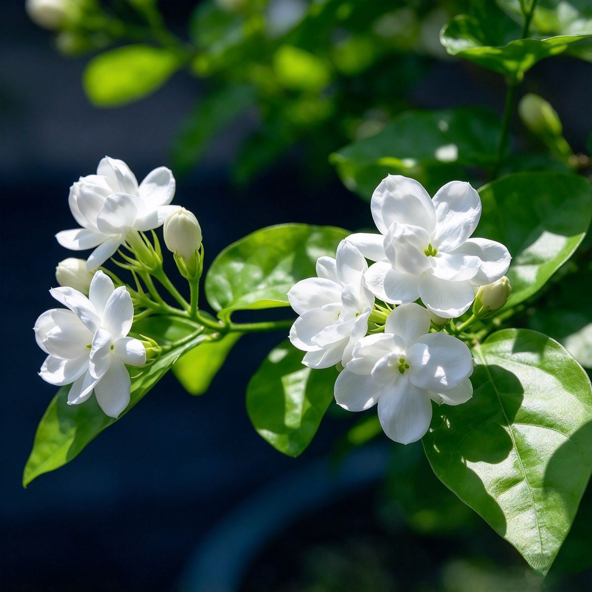 Jasmine Seeds – 50 Count | Fragrant Flowers for Pots & Gardens