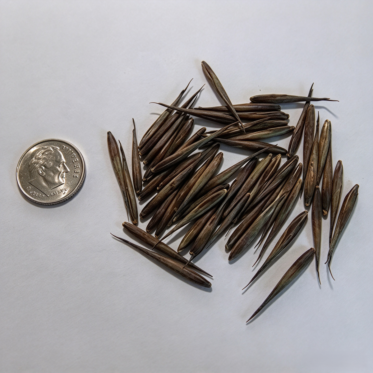 Giant Bamboo Seeds for Planting – 100+ Seeds